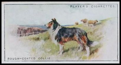 6 Rough Coated Collie